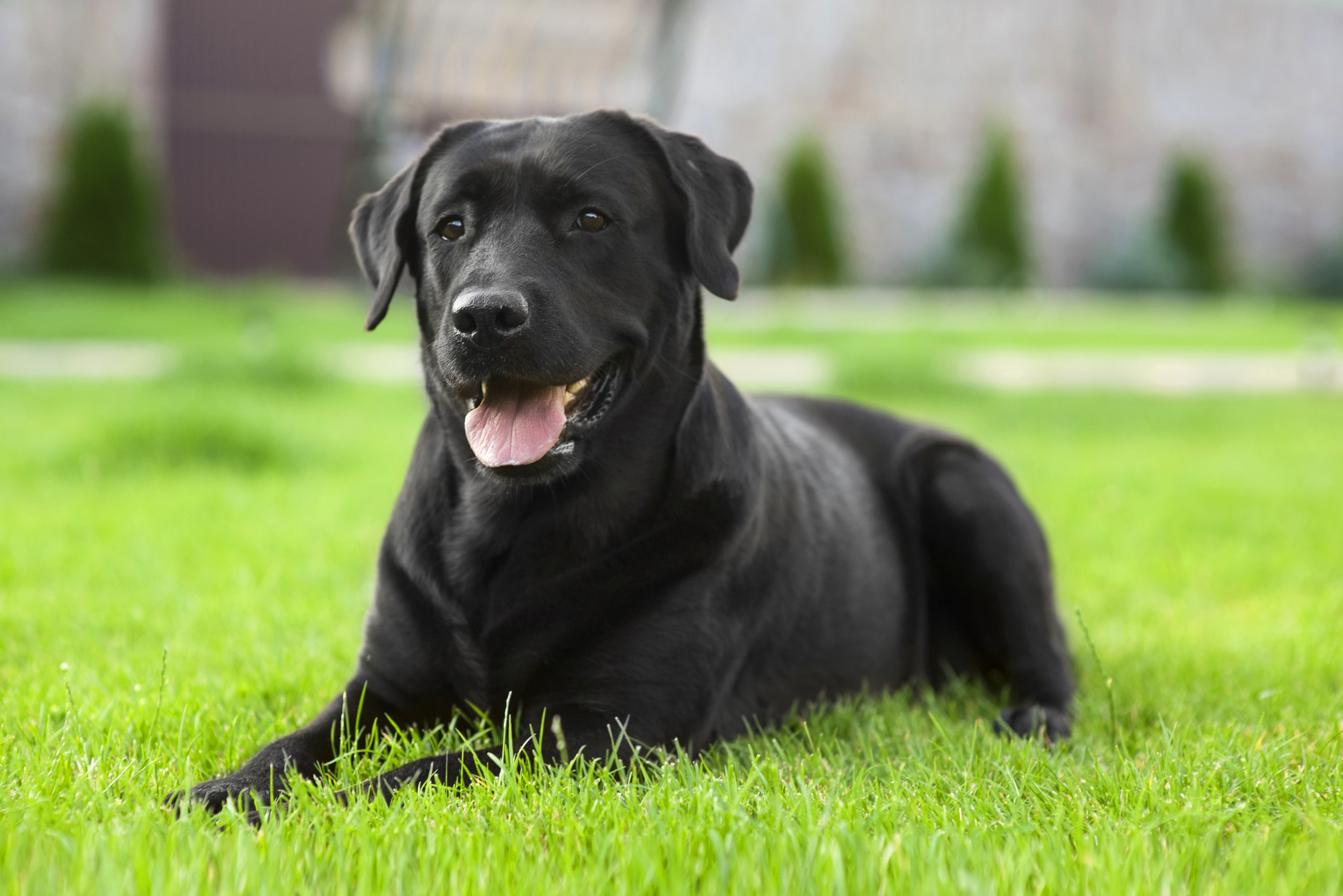 Hero Dog Saved Homeowners From House Fire - Newsweek