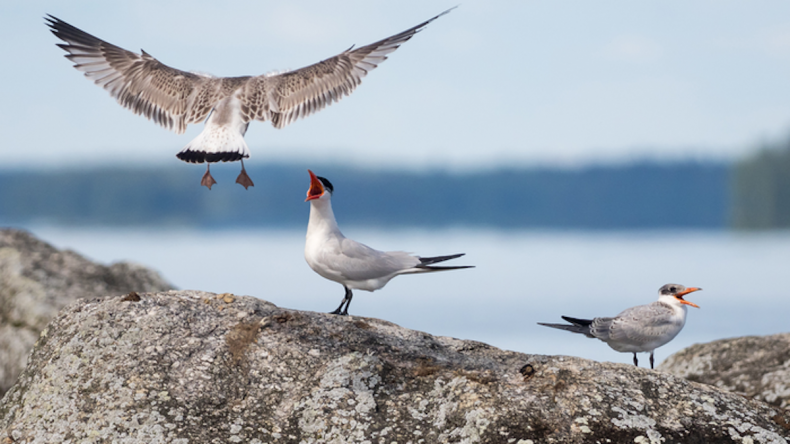 Birds, migration, flying