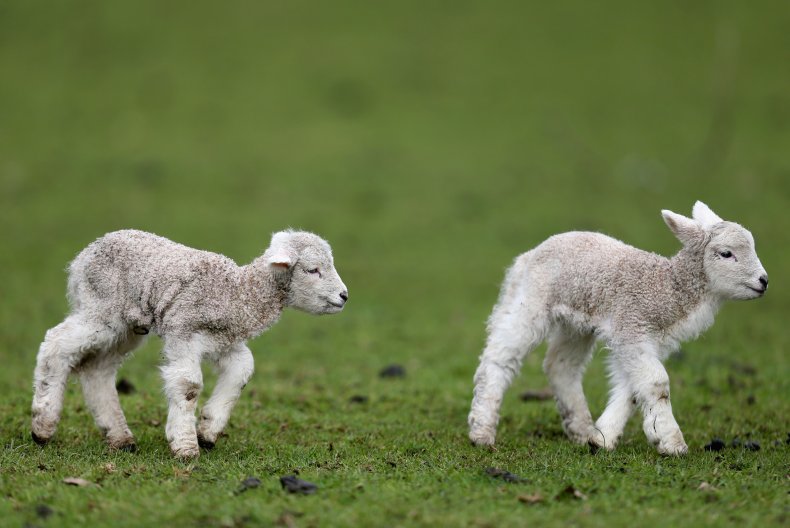Chatty Newborn Lamb Steals Hearts
