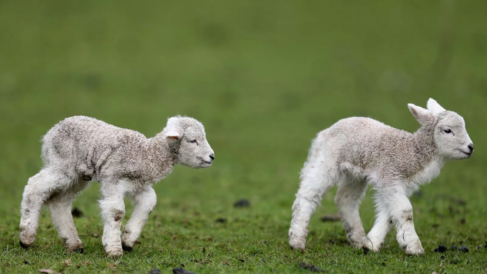 Chatty Newborn Lamb Steals Hearts With Adorable Clip Viewed Over 6M Times