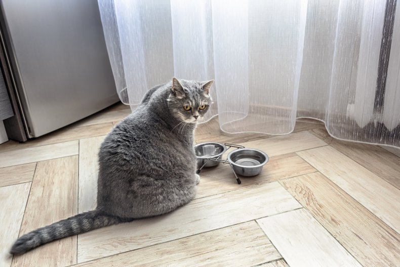 Cat and empty bowls