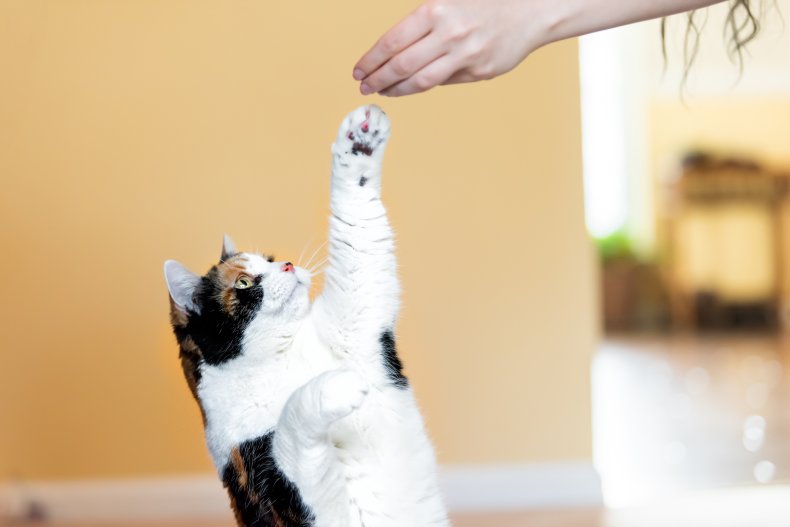 Calico cat standing up on hind legs, 