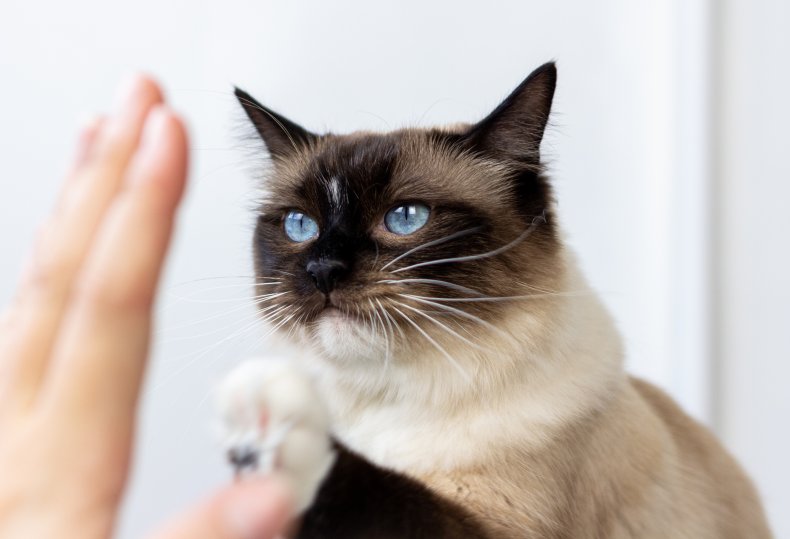 Cat doing high five trick