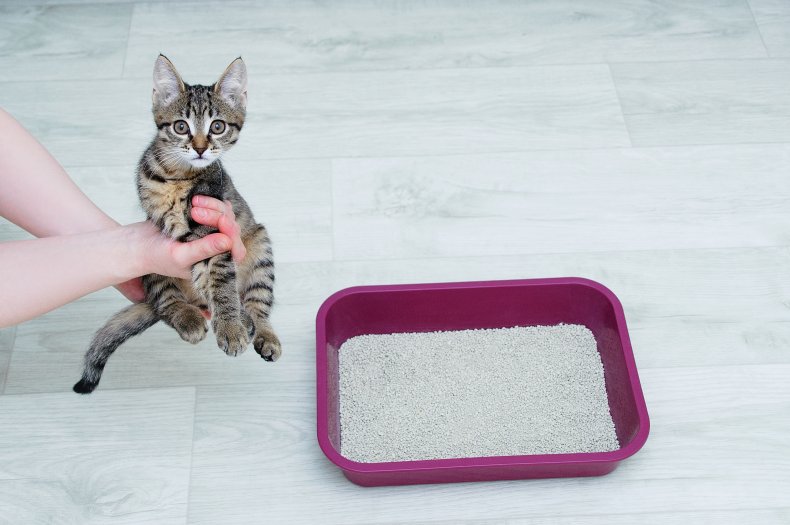 Cat litter training for a little kitten