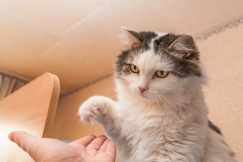 cat plays with the man and gives