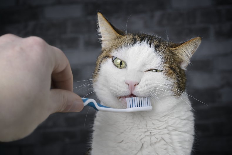 Funny tabby cat getting her teeth brushed