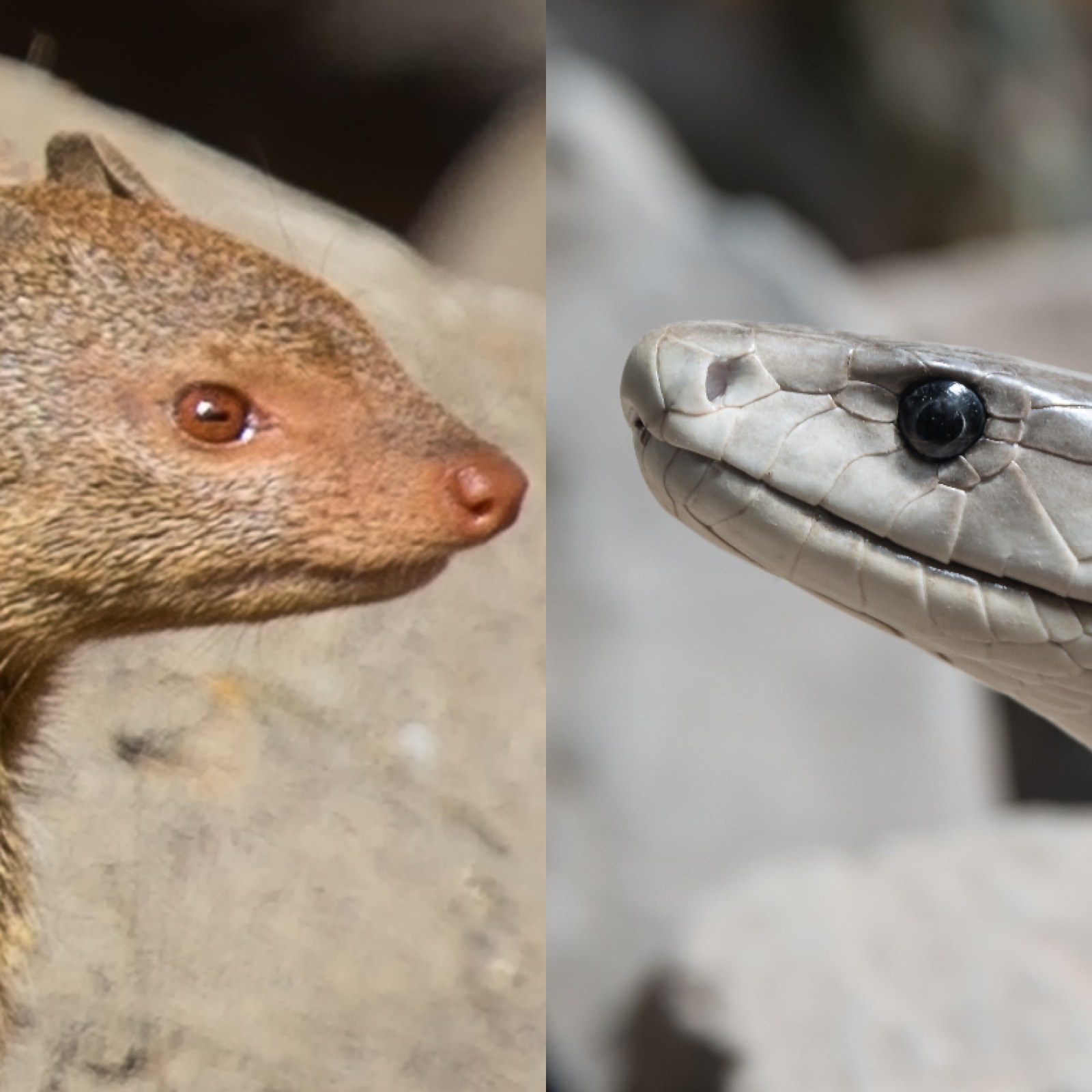 Green Mamba Vs Black Mamba Video