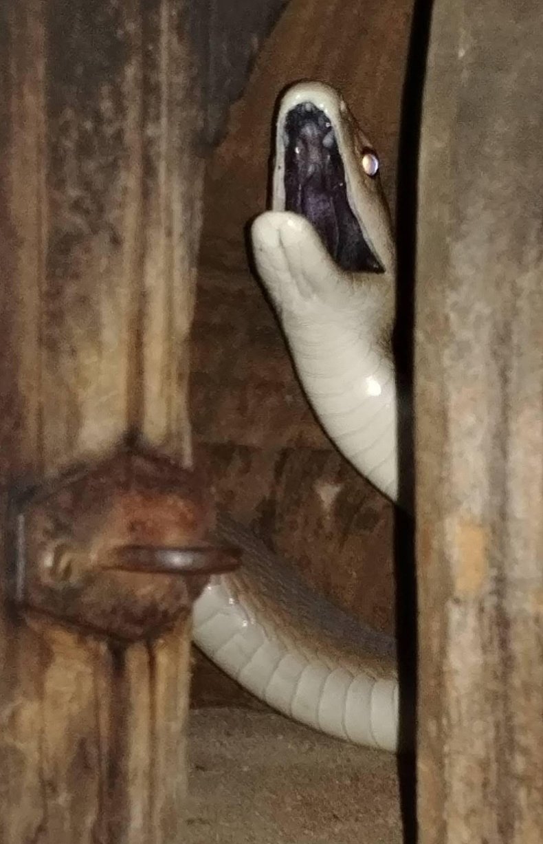 black mamba