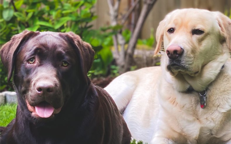 A brown and a yellow Labrador dog
