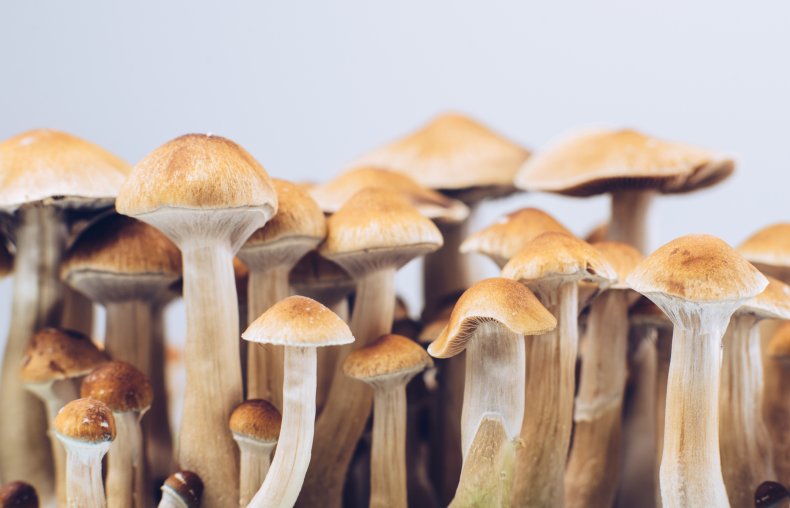 Mushrooms