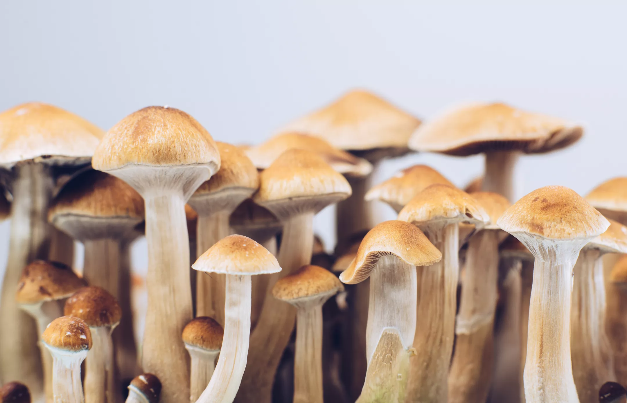 Psychedelics for Mental Health Explained Amid Hopes Illinois Will Relax Law - Vimarsana News
