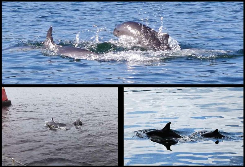 kylie dolphin porpoise