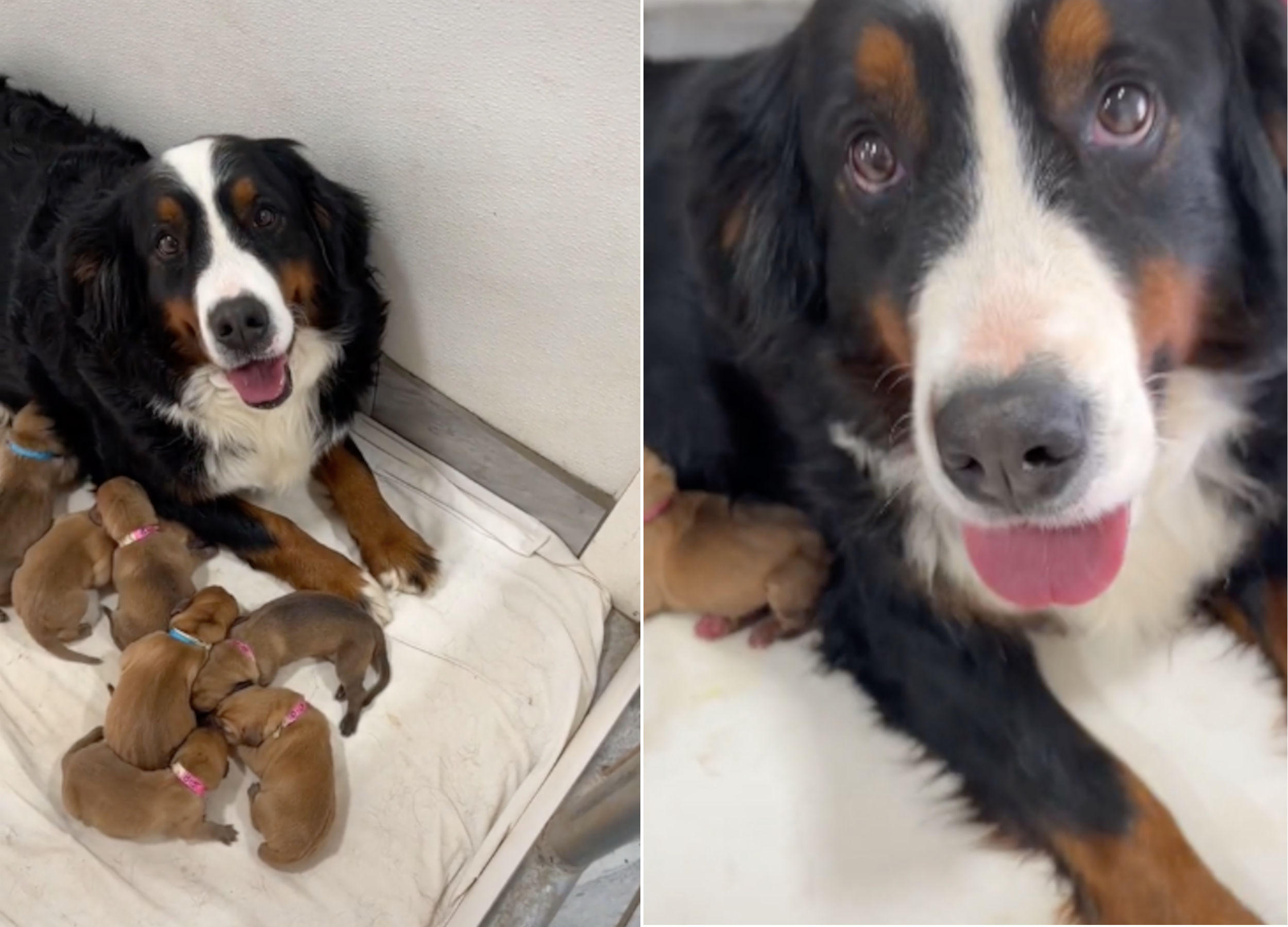 Dog Experiencing Phantom Pregnancy Fosters 7 Puppies When Mom