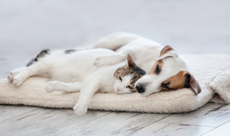 A cat and a dog cuddling.