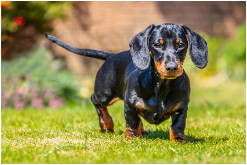 Stock image of dachshund