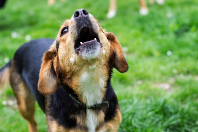A dog howling.