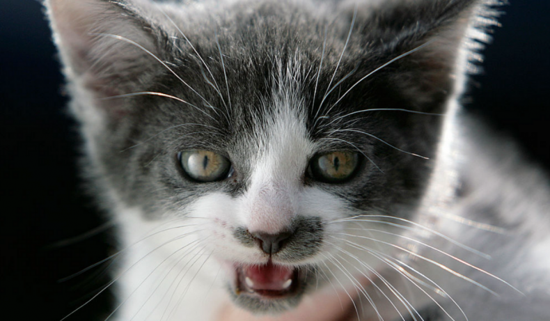 Kitten playing goes viral