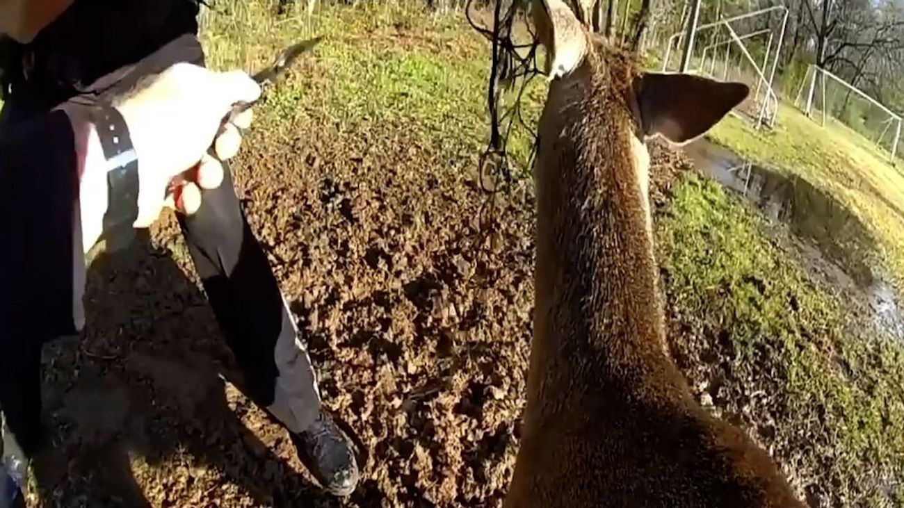 VIDEO: Georgia Police Rescue a Deer in Distress