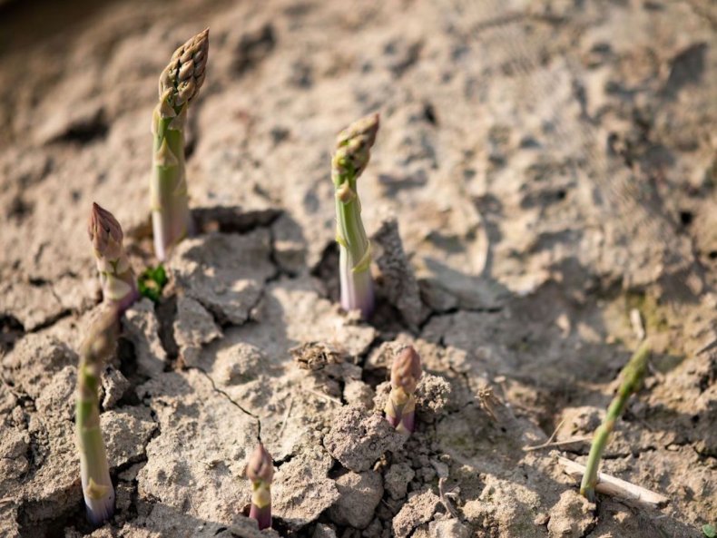 Green asparagus farming in Germany