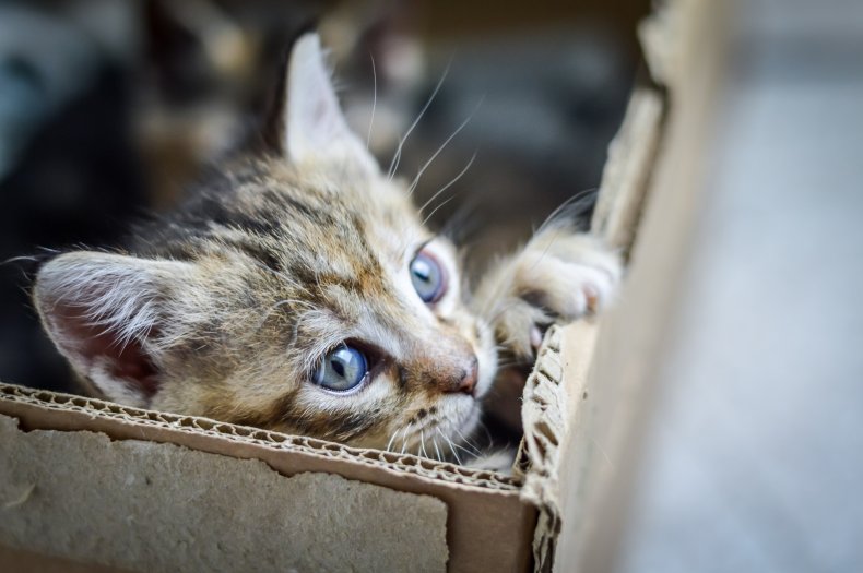 Kitten in box 