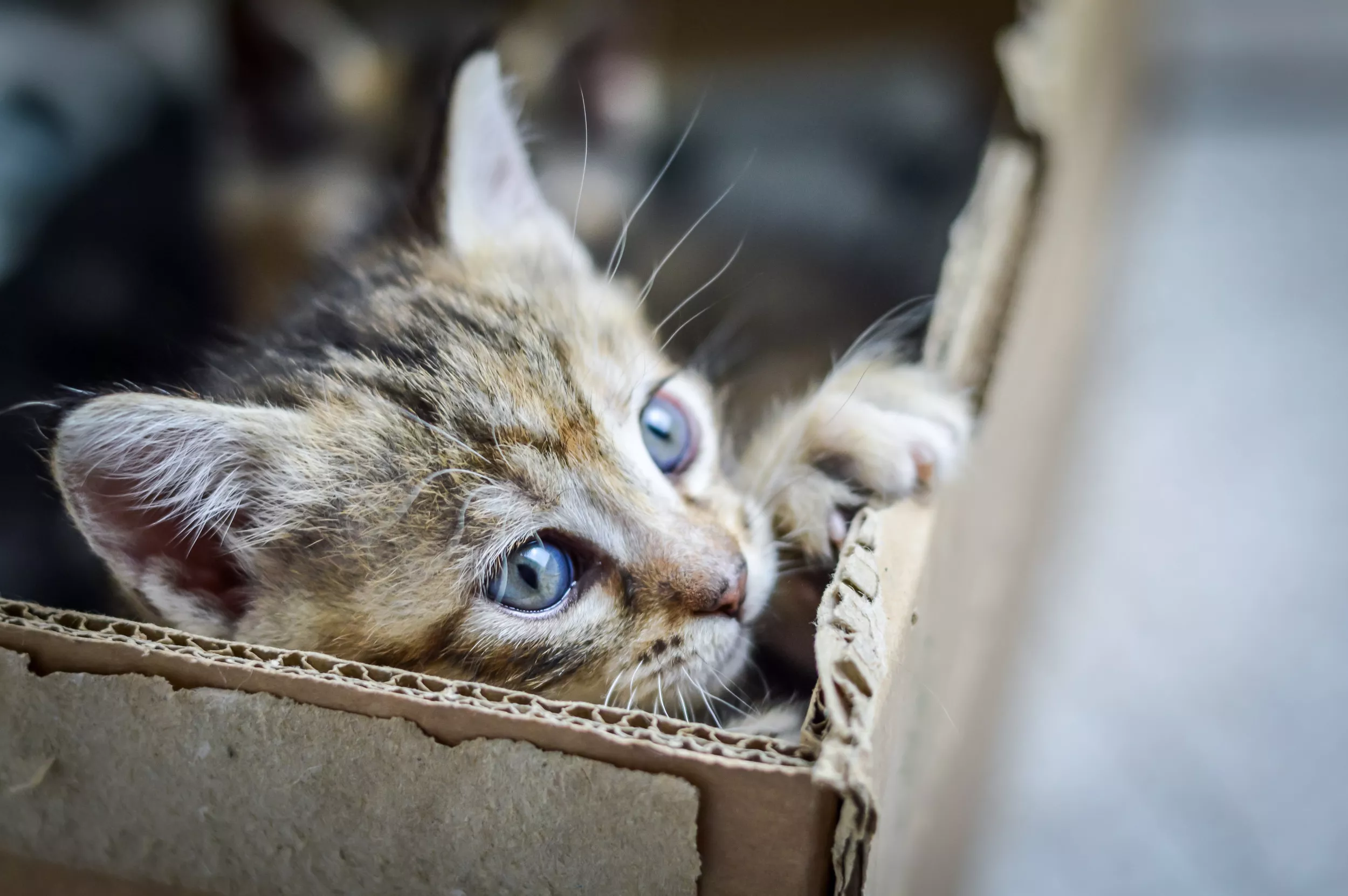 'I Was Beside Myself With Worry': Firefighters Save Kitten Stuck in Wall - Vimarsana News