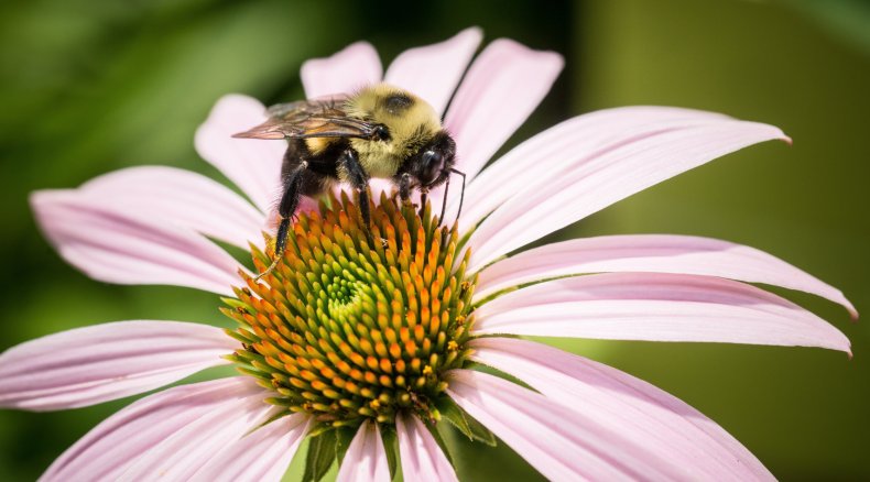 How Bees Could Help Find Missing People