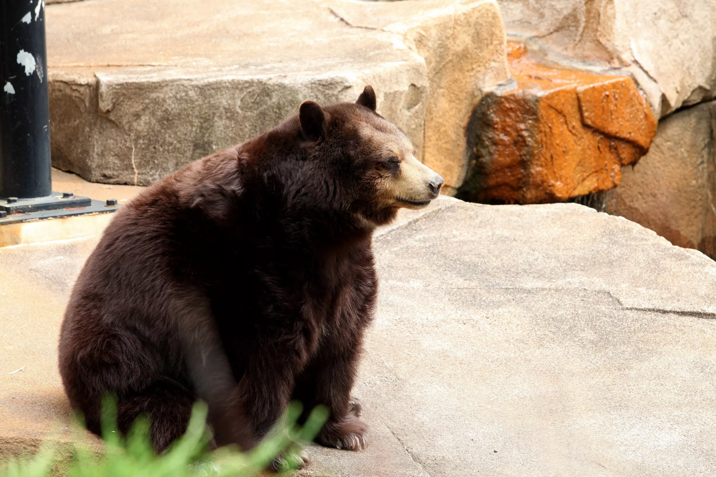 Black Bear Breaks Into Home, Photos Show Destructive Aftermath - Vimarsana News