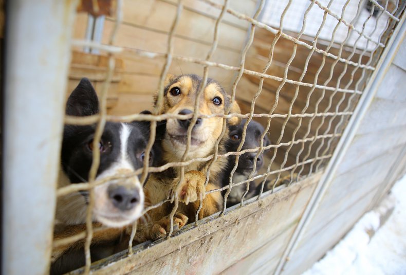 Dog adoption