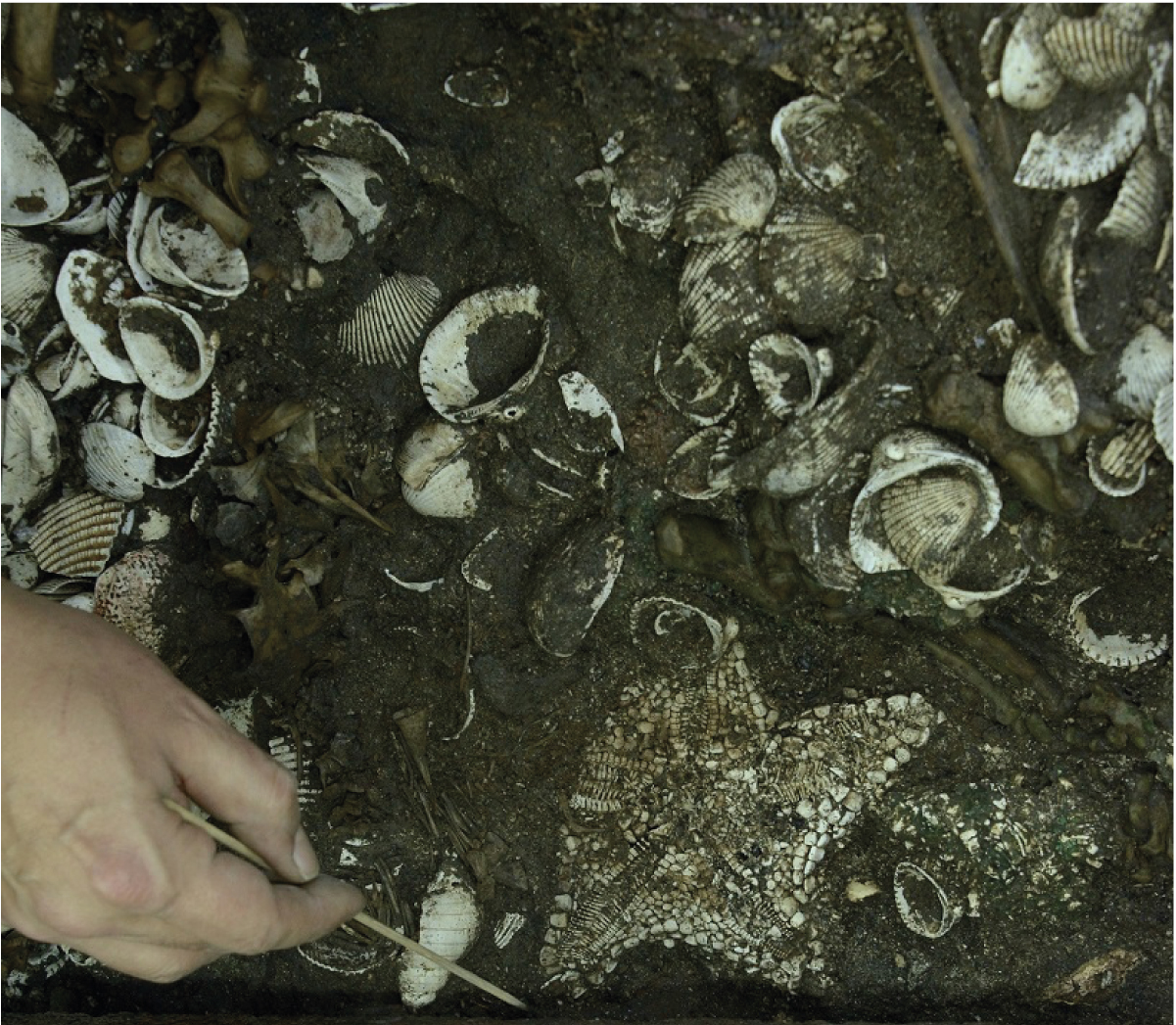 Huge Offering of Starfish to an Aztec War God Discovered in Mexico