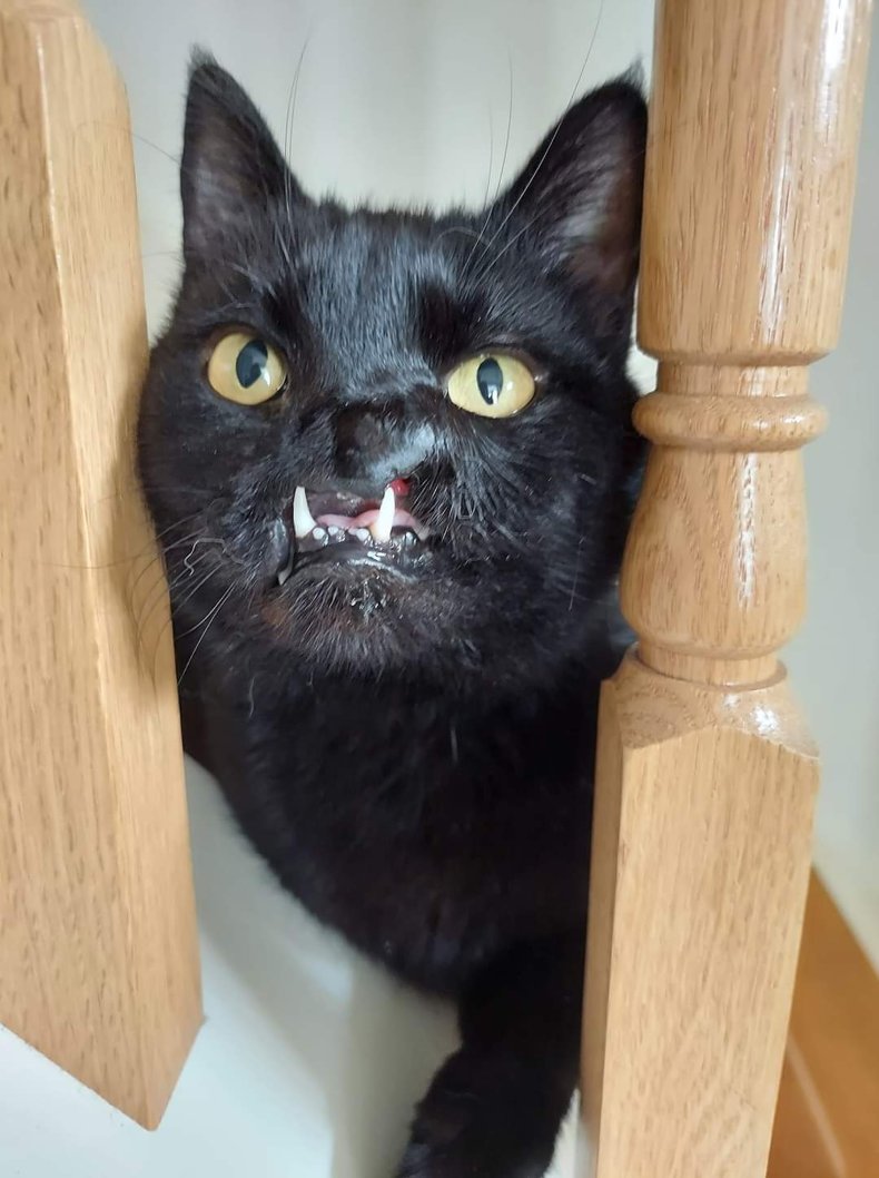 Onyx