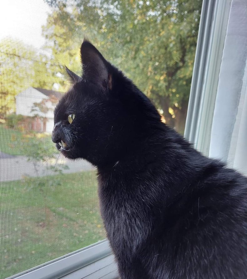 Onyx