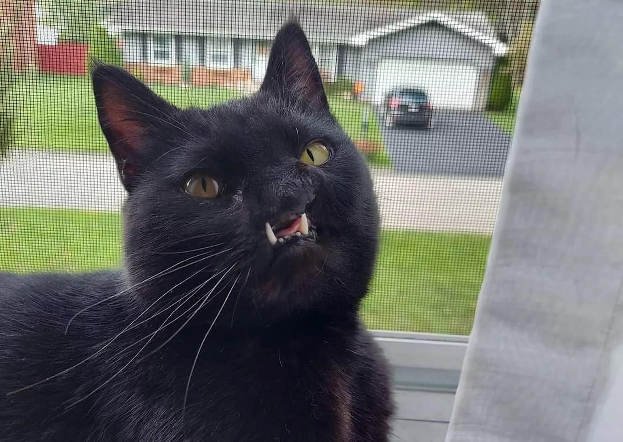 Cat With 'Unusual Appearance' Due to Condition Finally Finds Forever Home - Vimarsana News