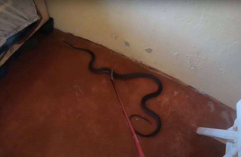 Black mamba caught in bedroom