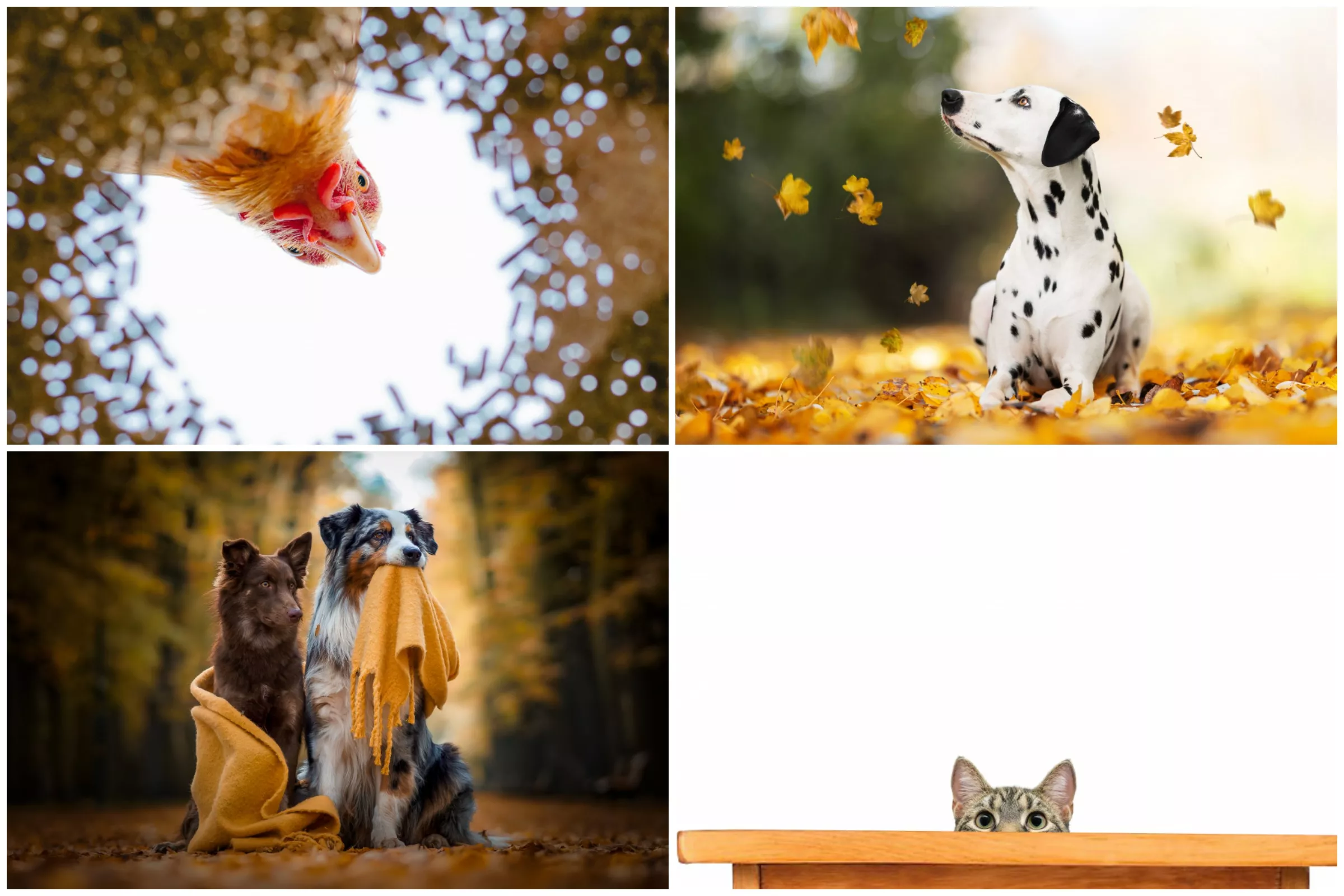 Sleeping Cats and Snowy Dogs: Adorable Contest Recognizes Best Pet Photos - Vimarsana News