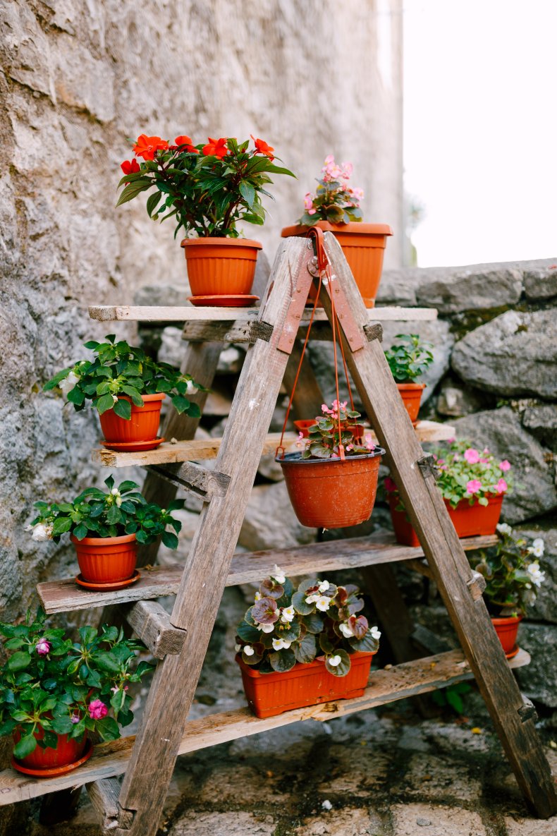 Flower pots seen on a wooden ladder.