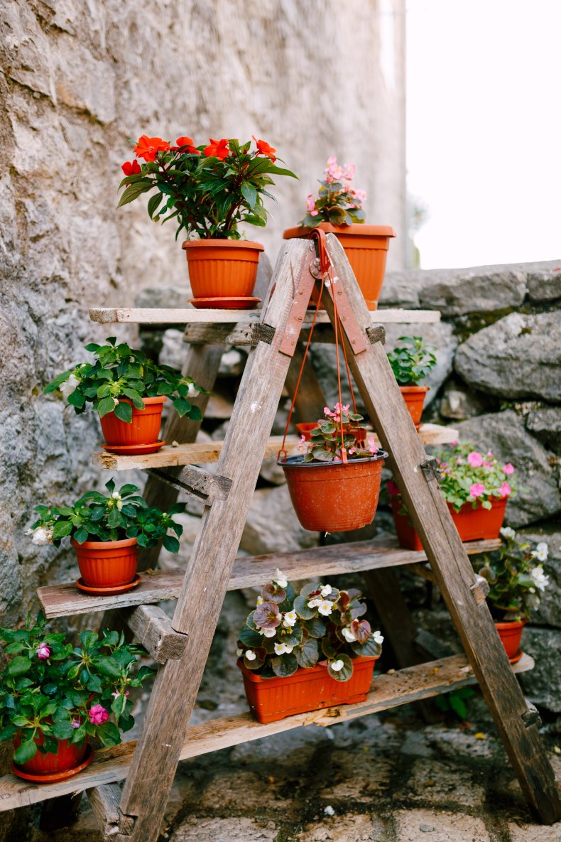 Flower pots seen on a wooden ladder.