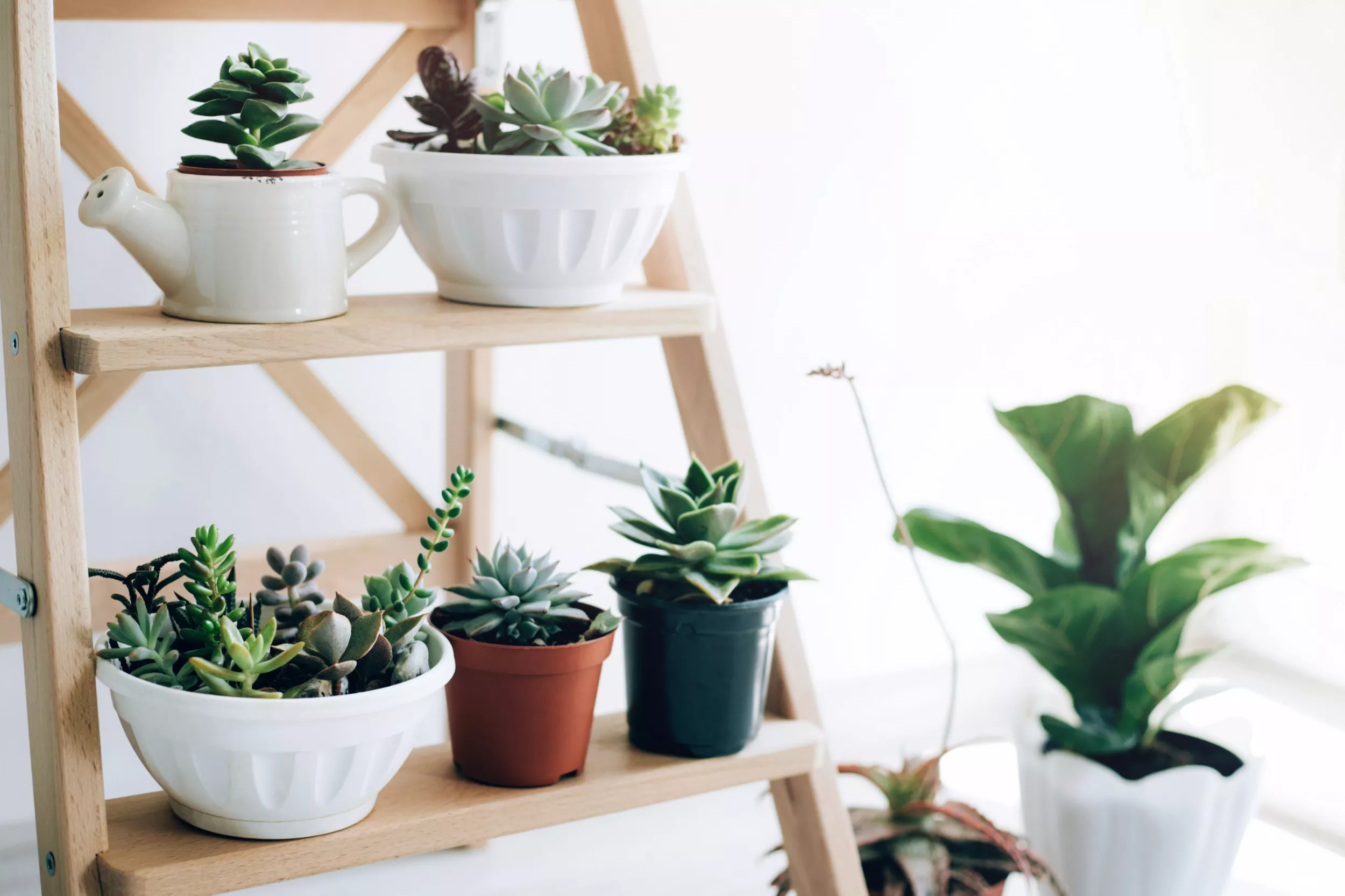 Gorgeous DIY Plant Stand Ideas for Indoors and Garden - Vimarsana News