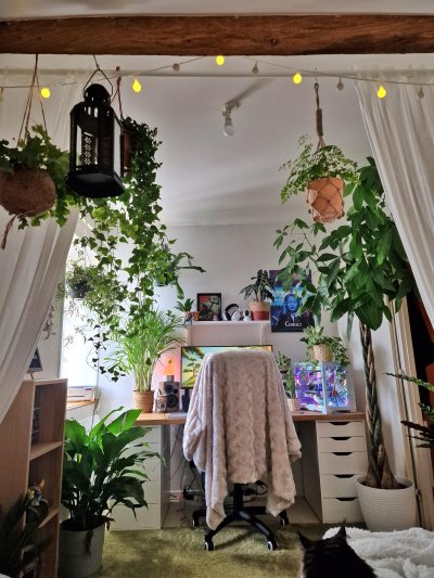 plants and lights