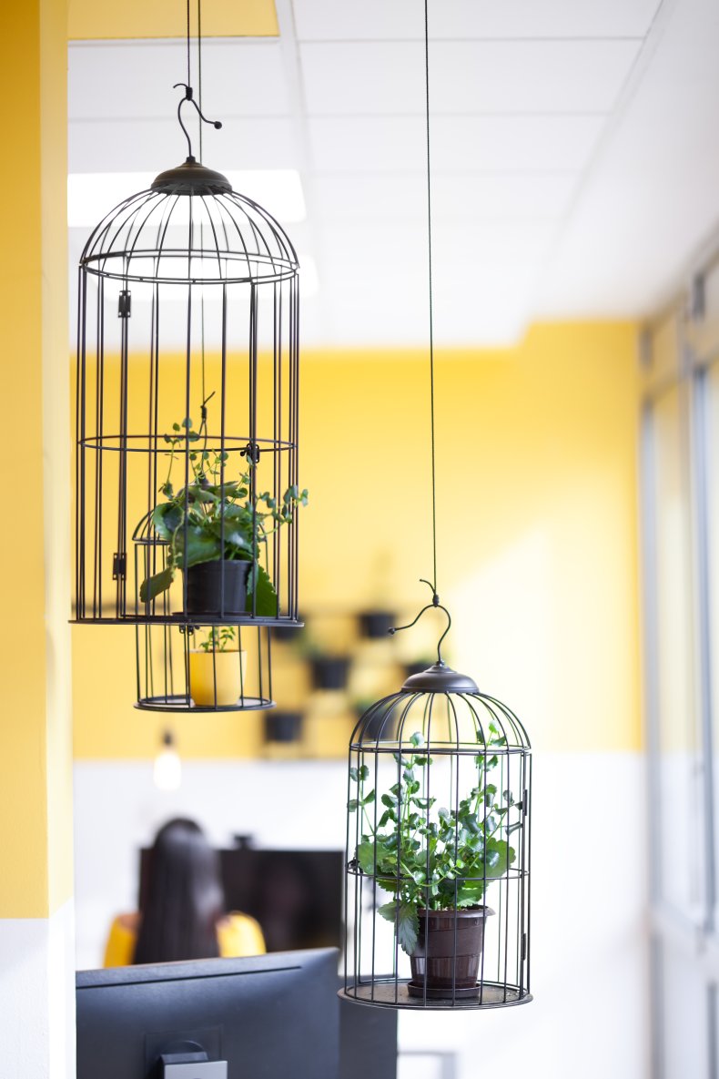 Plants seen inside black birdcages.