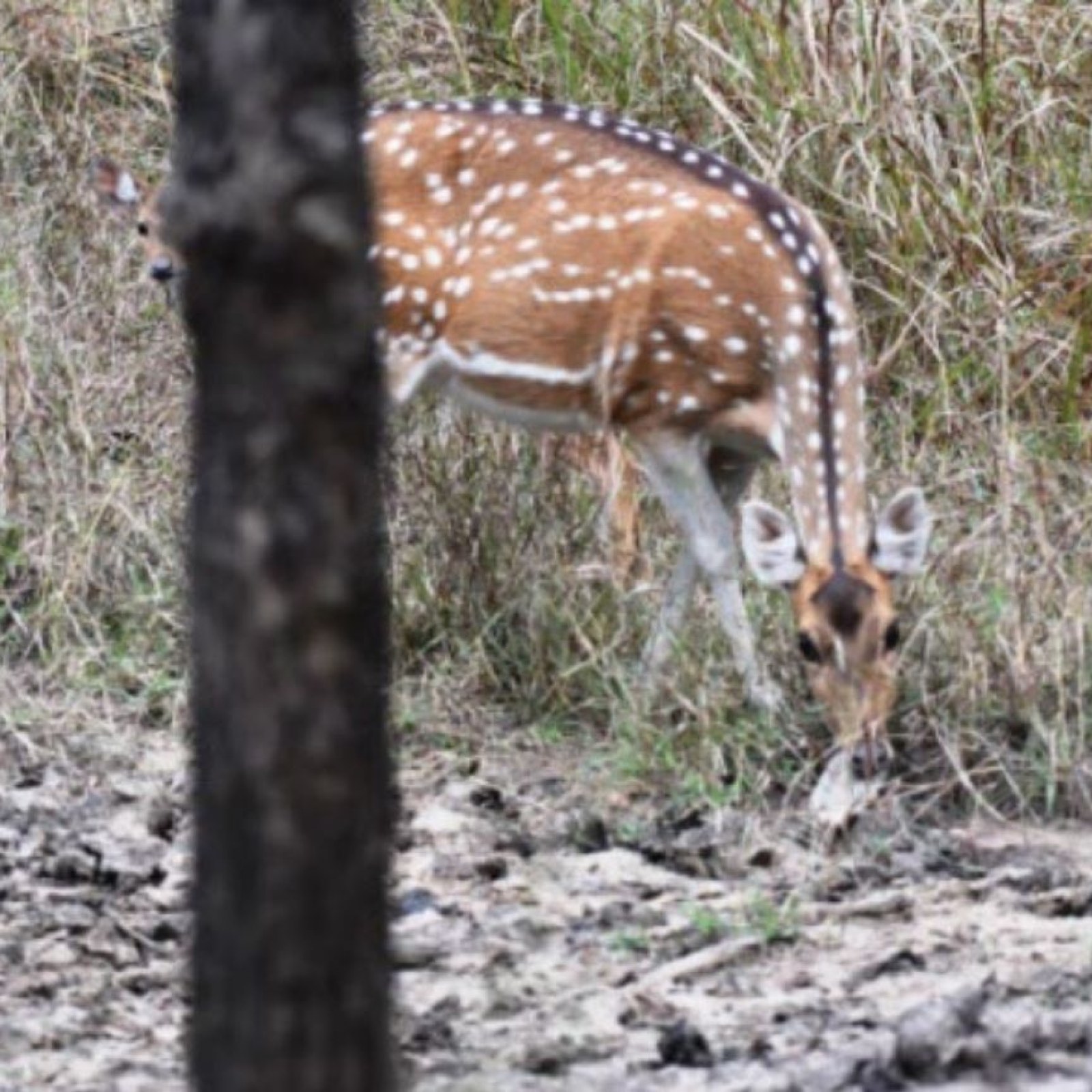 Deer Pictured Gnawing on Bone in Wild