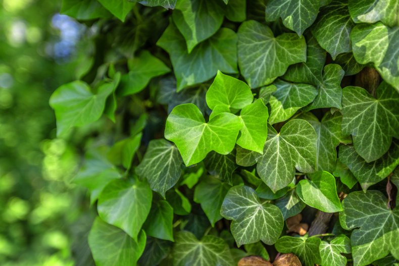 A wall-climbing plant can brighten up a 