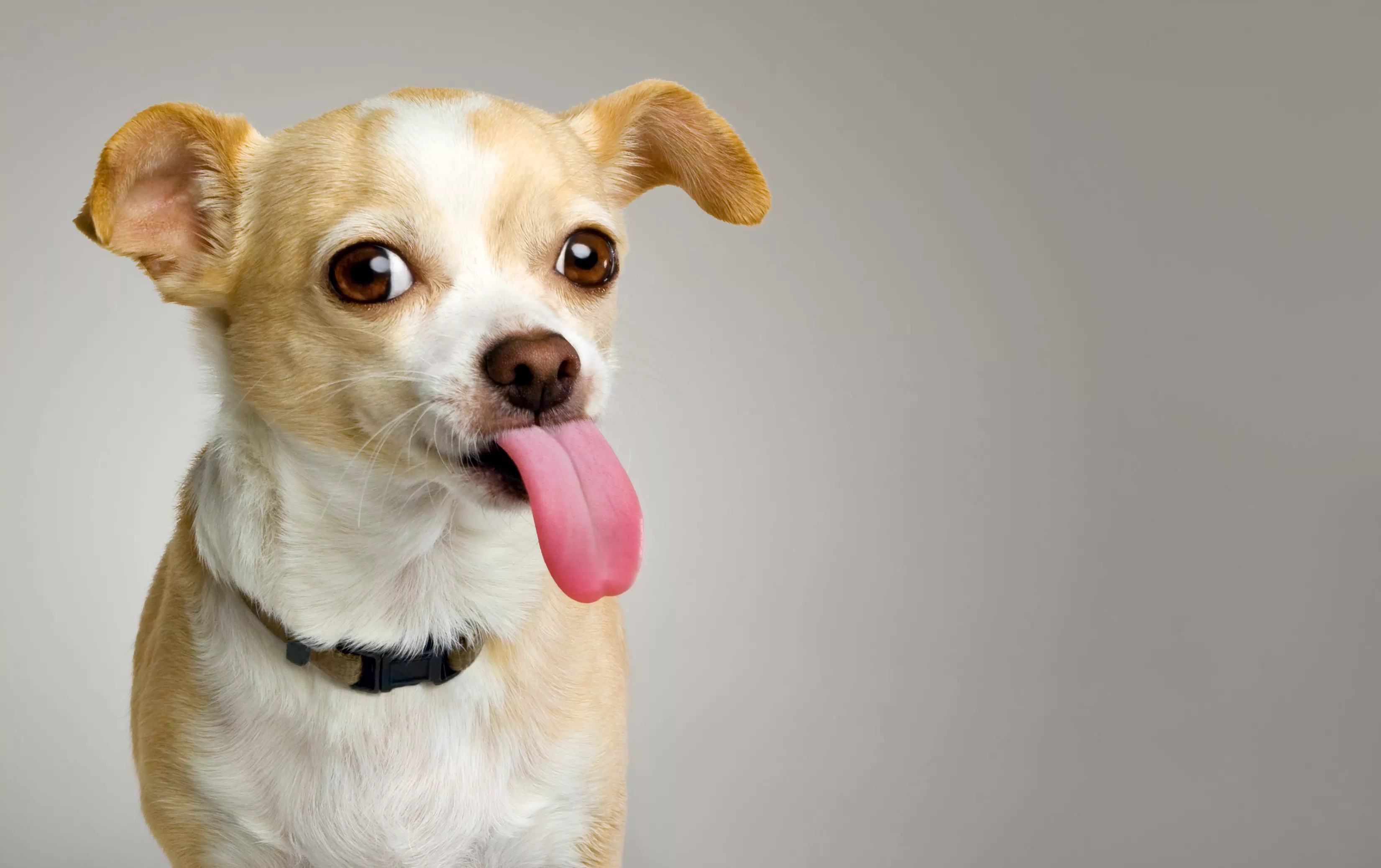 Man Who Has Months to Live Raising Money to Help His Disabled Chihuahua - Vimarsana News