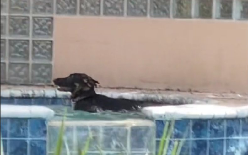 A dog swimming in a pool.