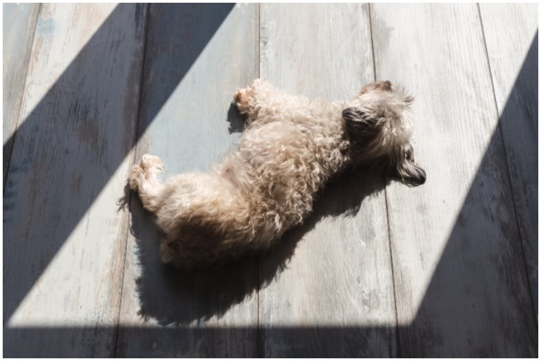 Stock image of sunbathing dog