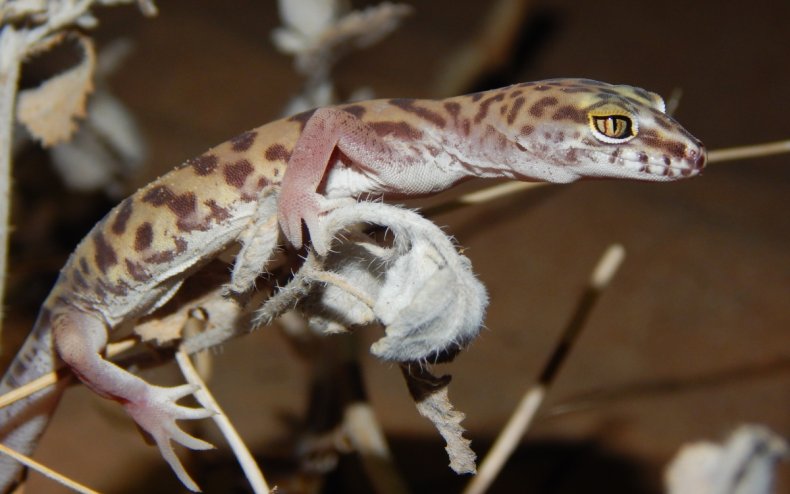 A western banded gecko.
