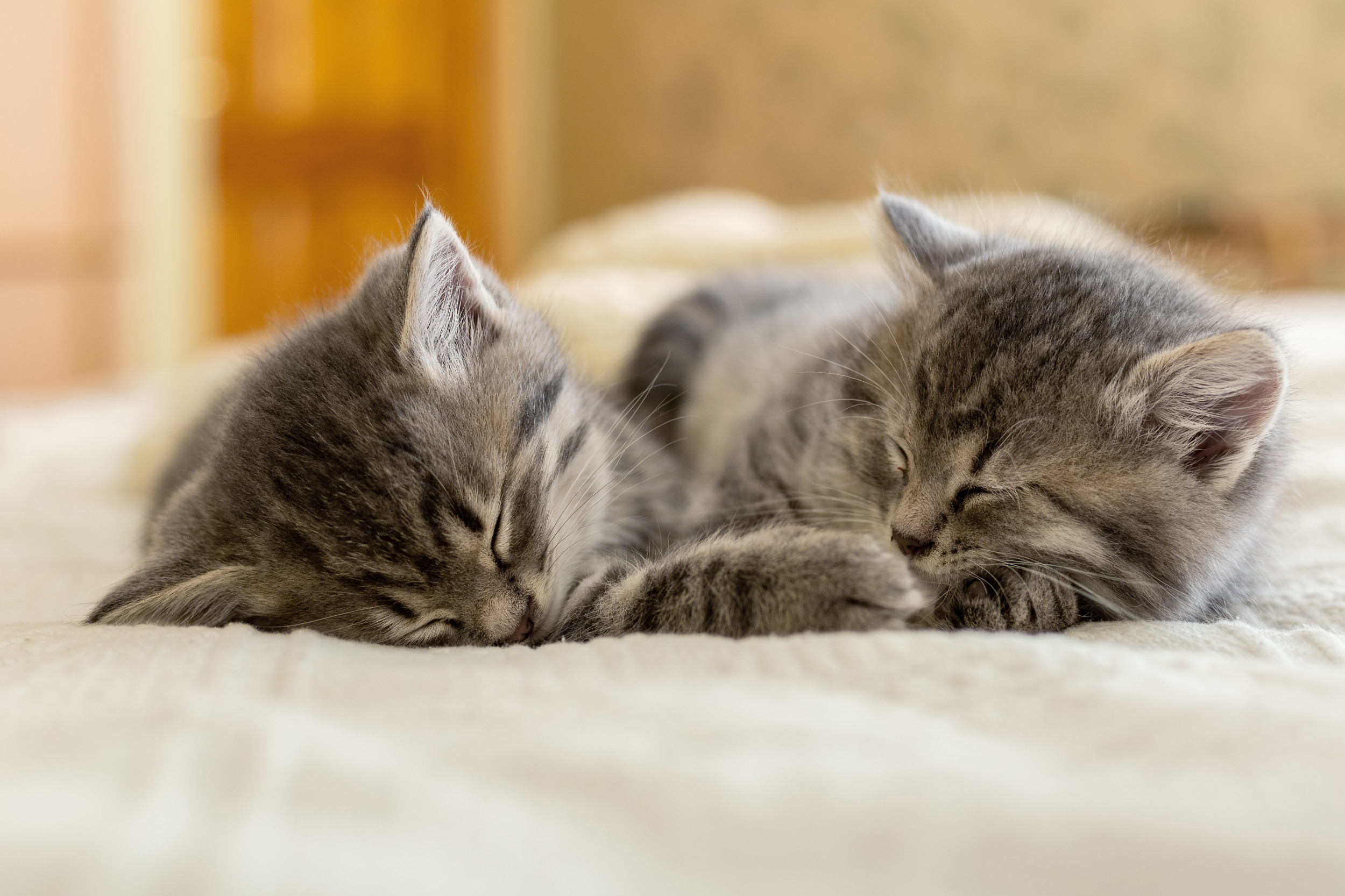 'He's A Softy': Viral Video Of Man Relenting To Foster Kittens Melts ...