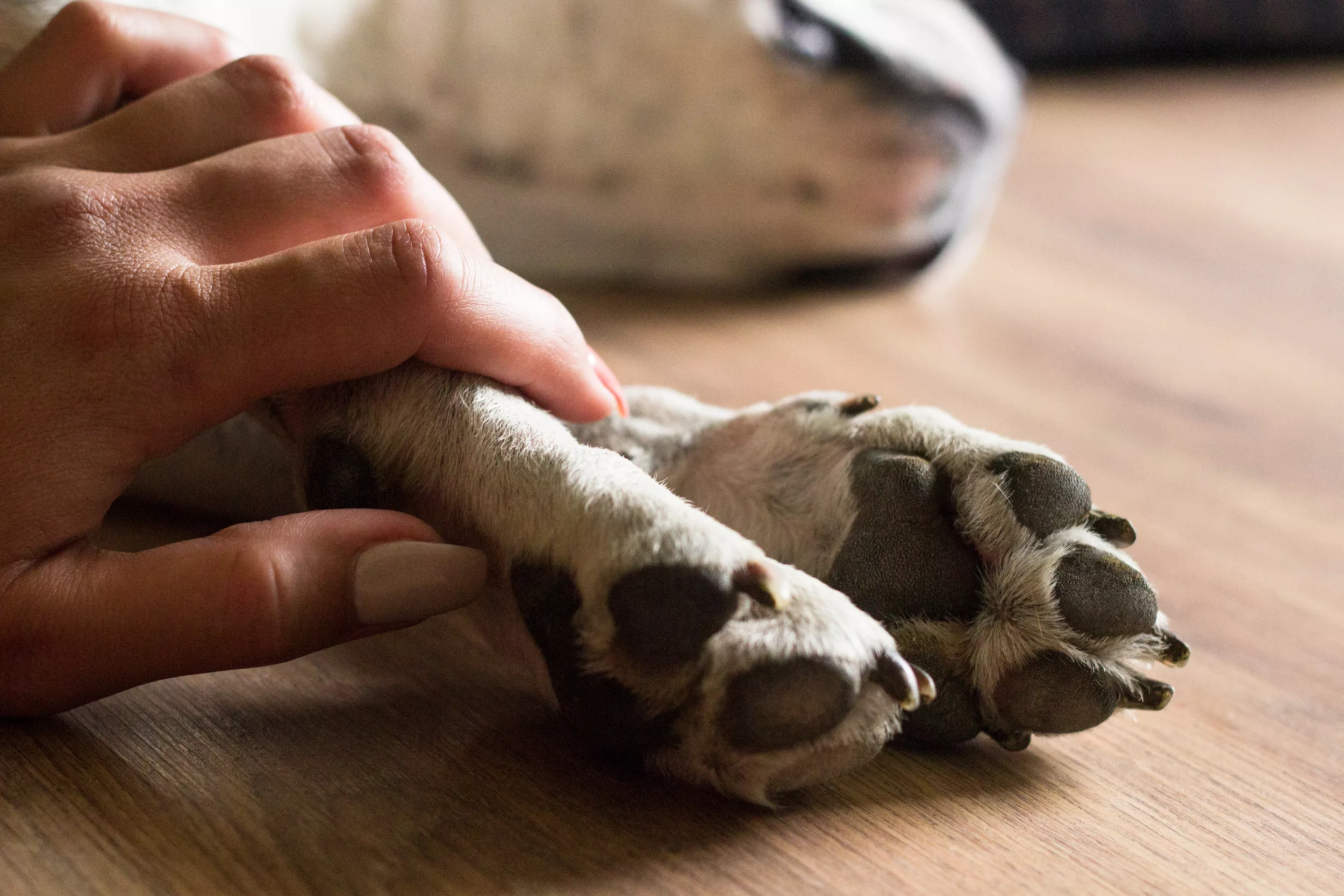 Owner Gives Beloved Dog 'All the Human Food' for His Last Days on Earth - Vimarsana News
