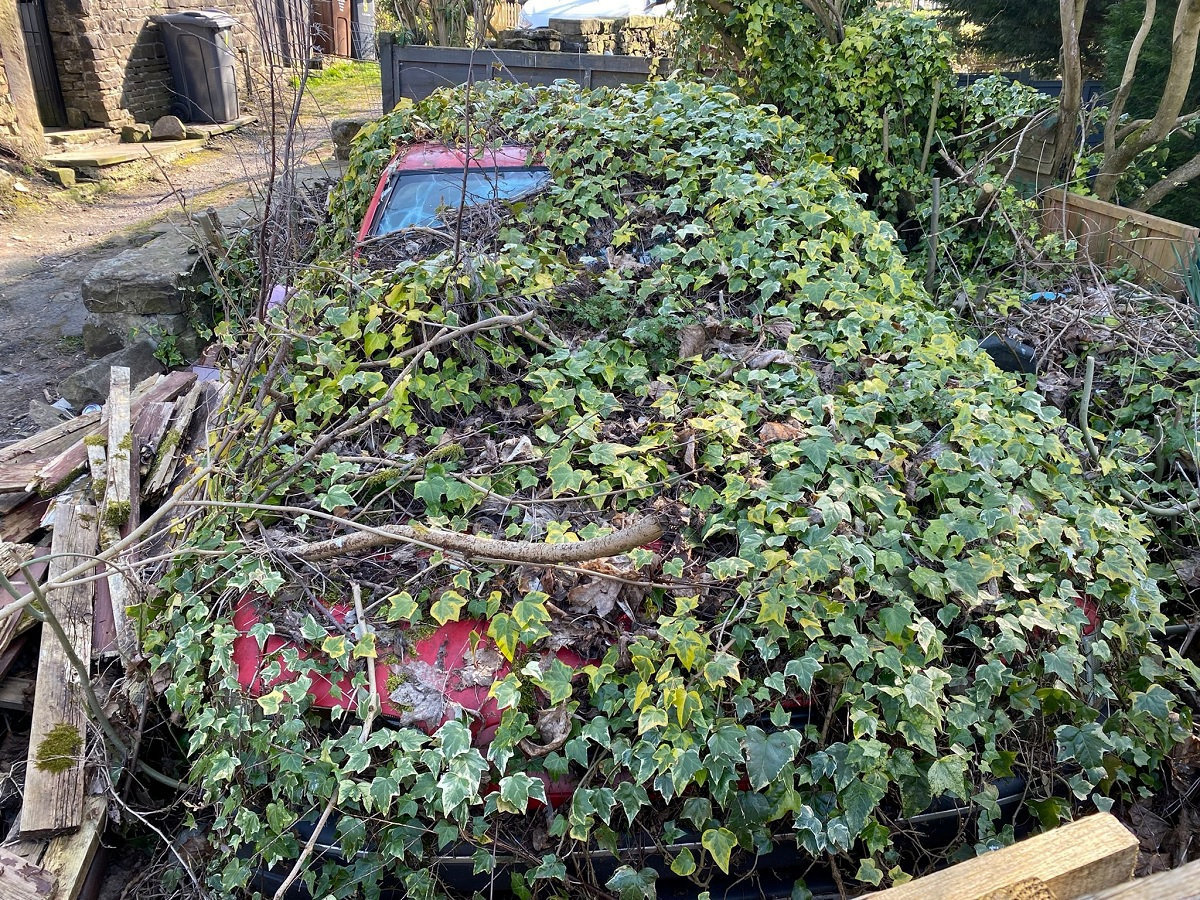 Car Owner Planning to Move IvyCovered Ford Escort From the Parking