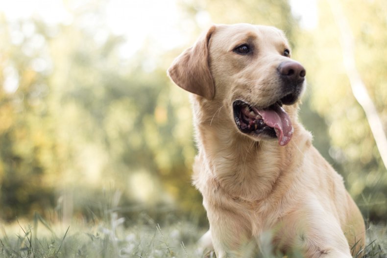 Labrador in grass