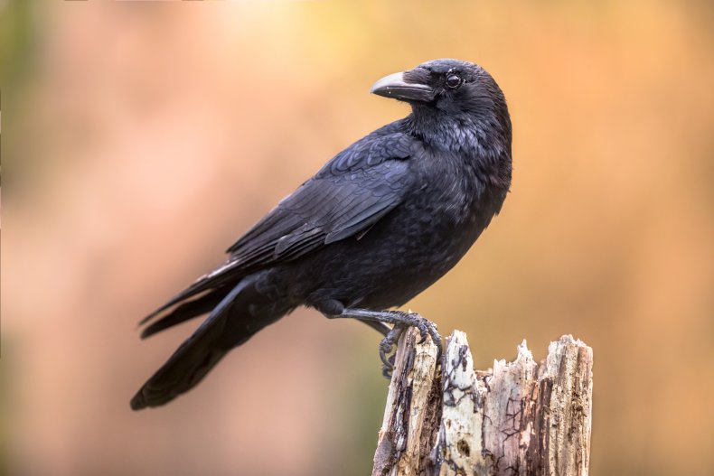 A crow on wood